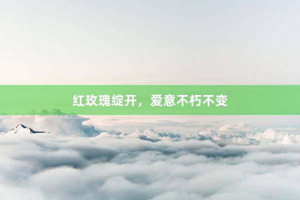 红玫瑰绽开，爱意不朽不变